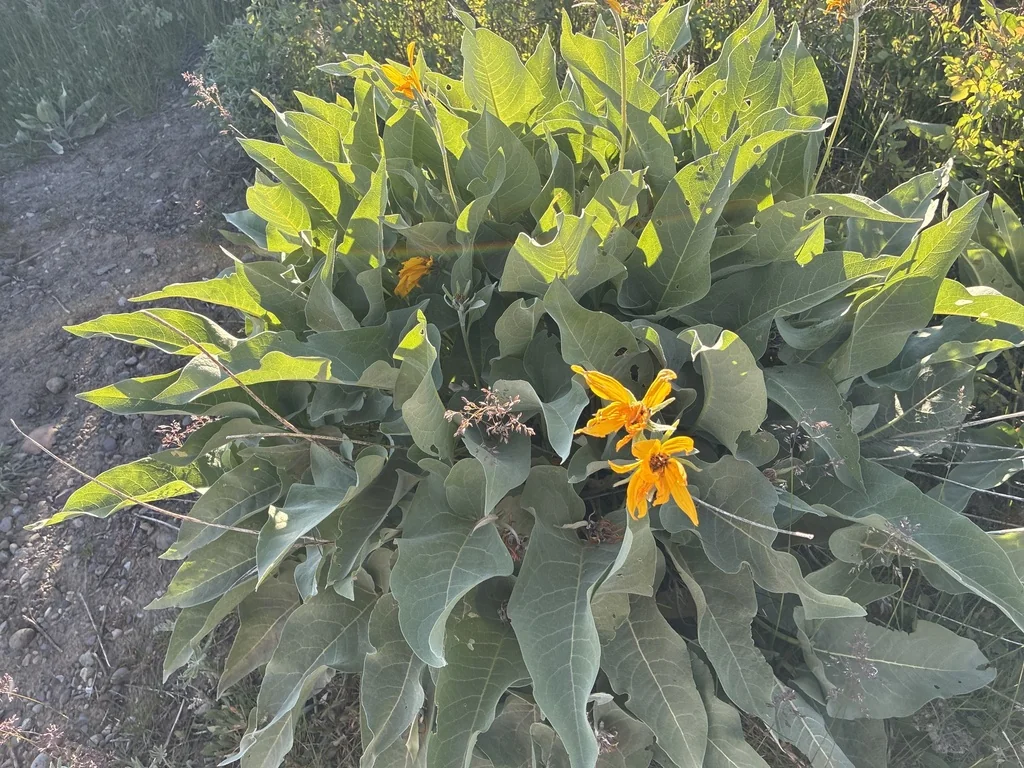 Balsamorhiza Sagittata