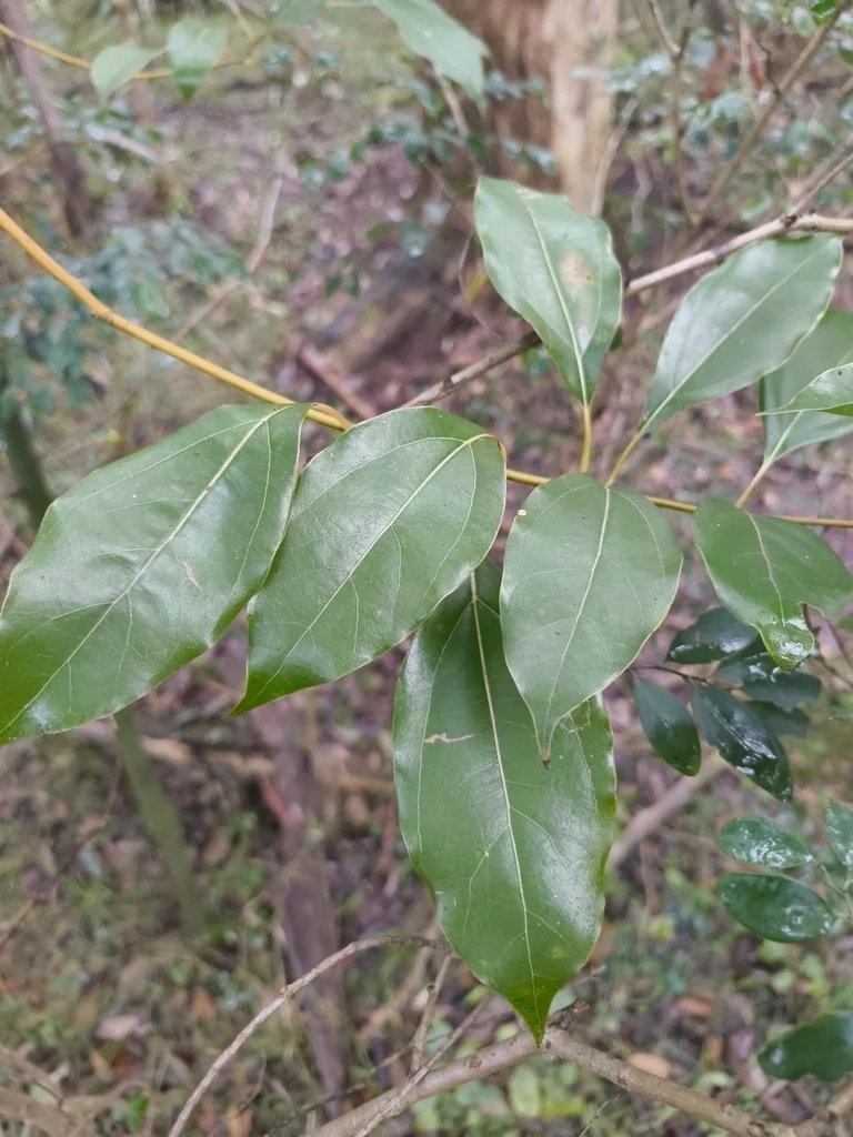 Cinnamomum Camphora