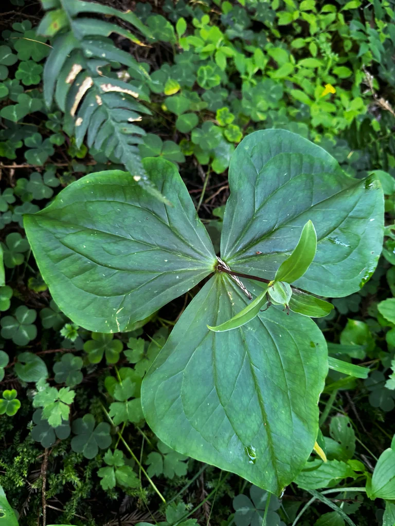 Trillium Ovatum