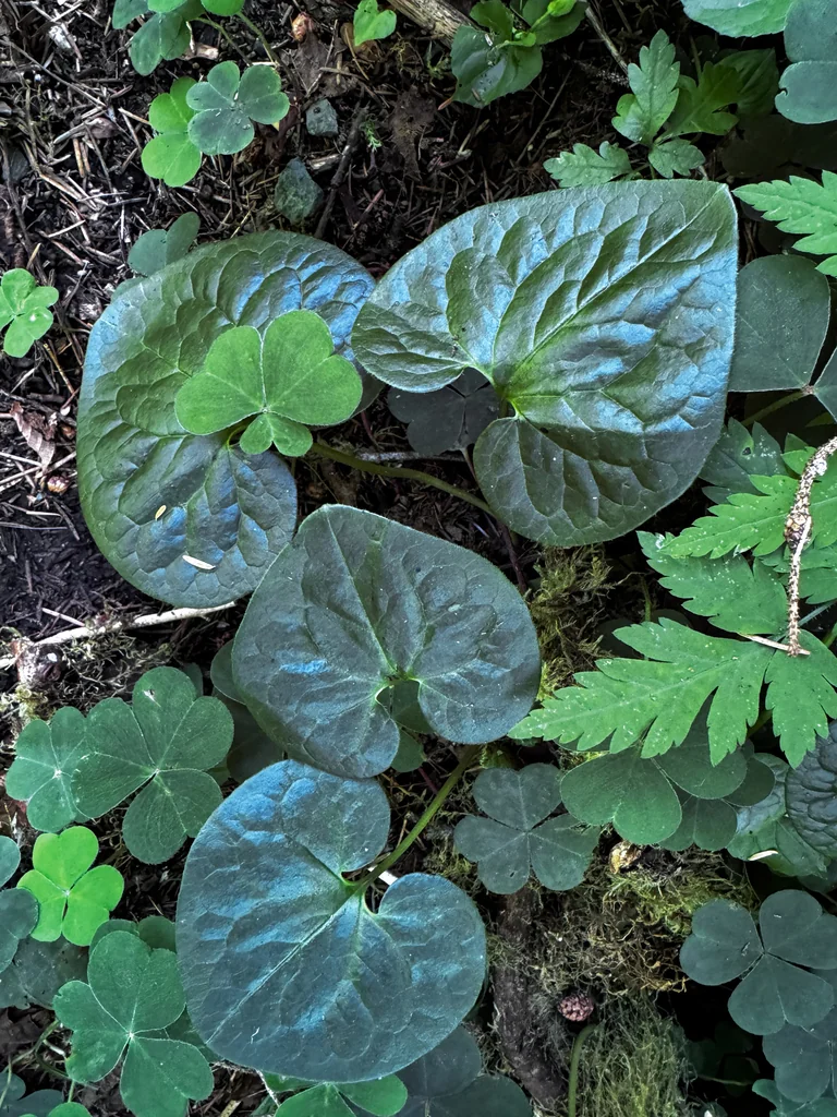 Asarum Caudatum