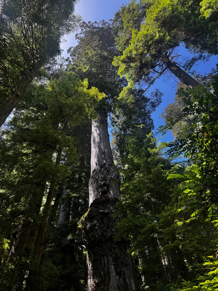 Sequoia sempervirens