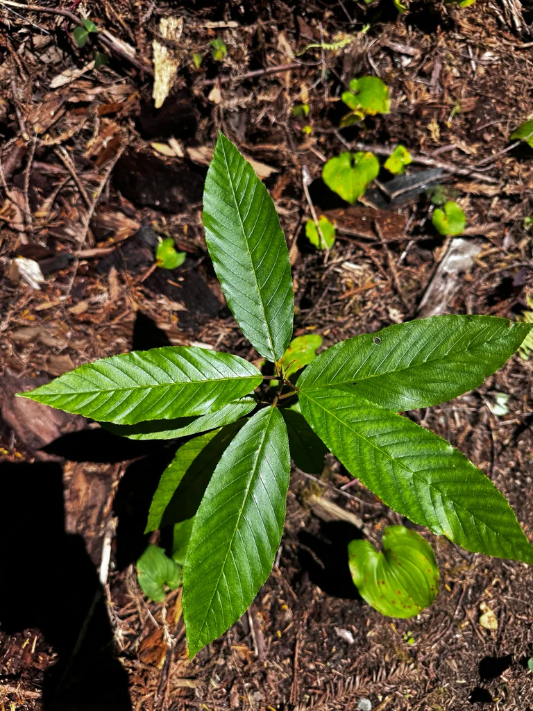 Frangula Purshiana