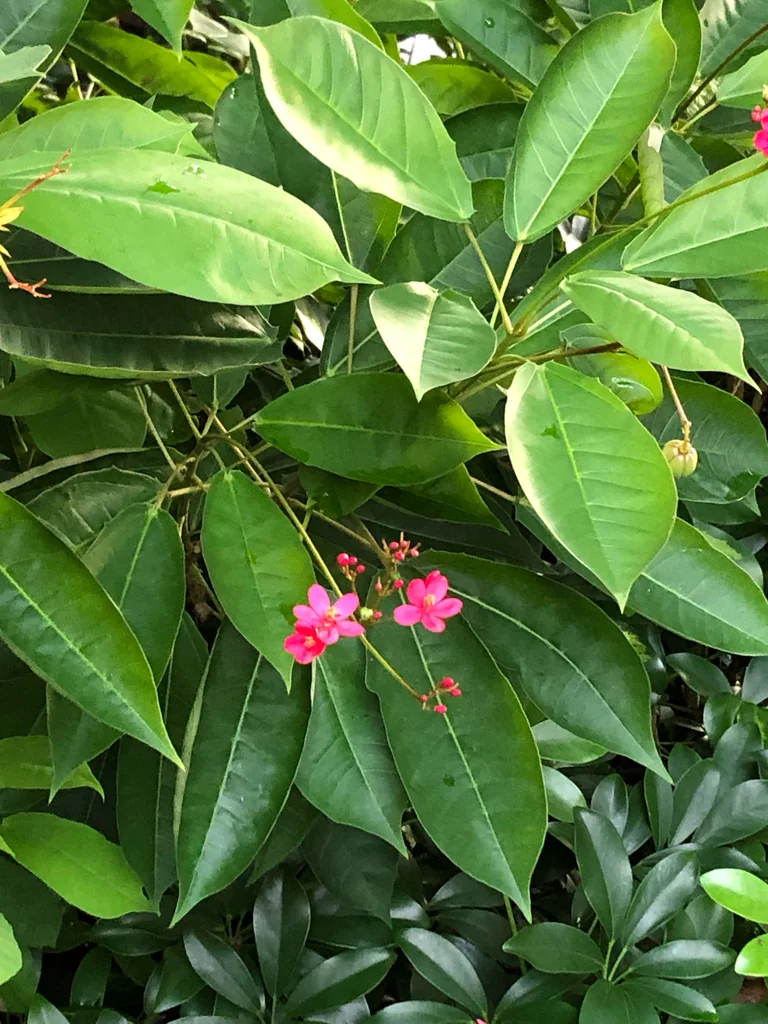 Jatropha Integerrima