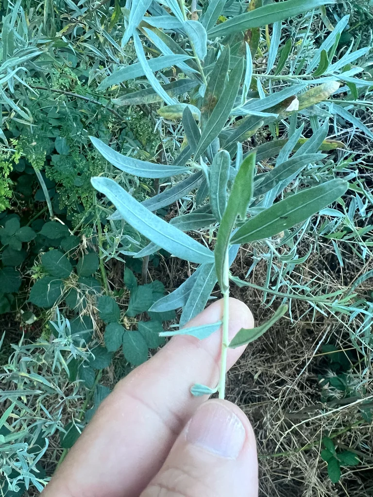 Salix Exigua