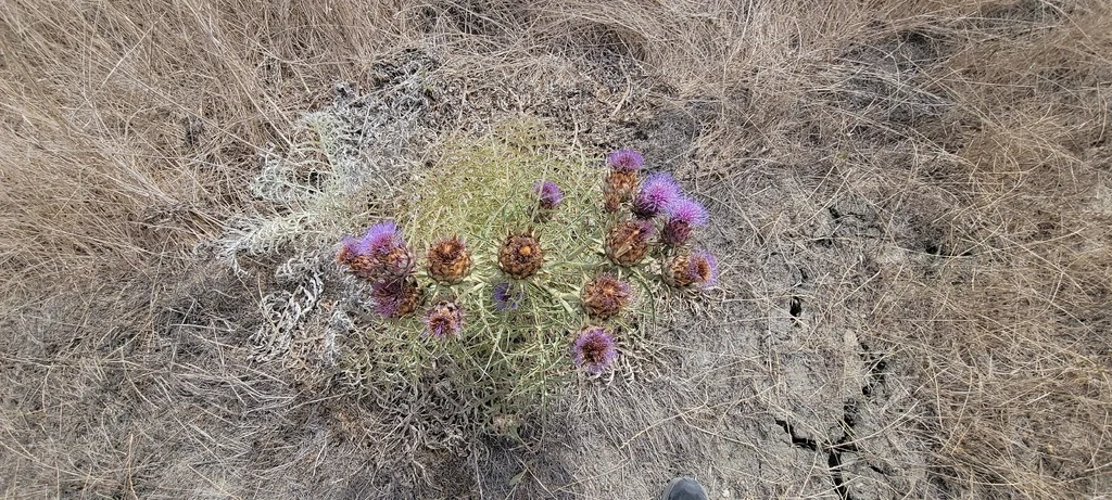 Cynara cardunculus