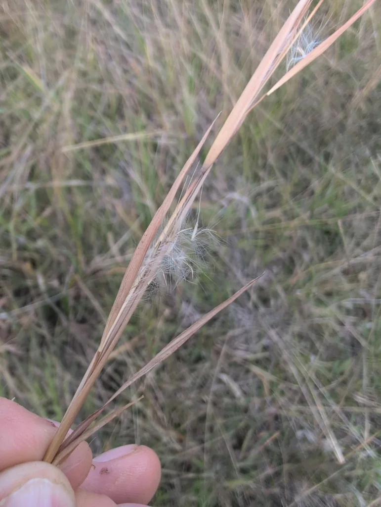 Andropogon Virginicus