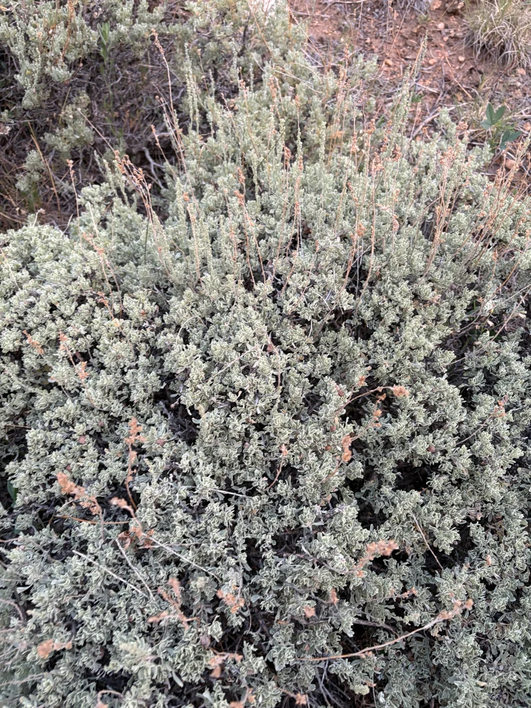 Artemisia Tridentata