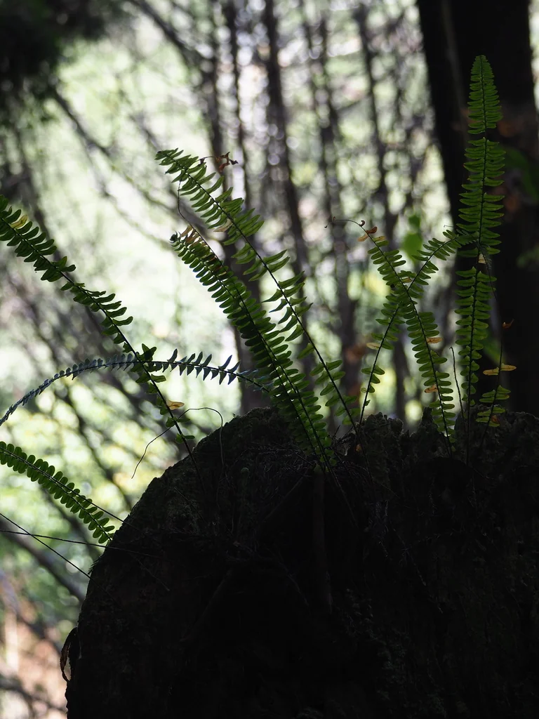 Nephrolepis cordifolia