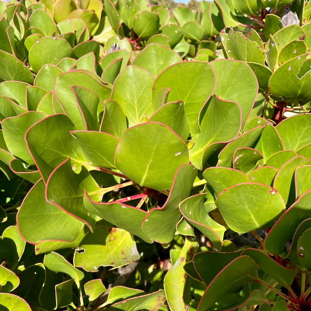 Protea Cynaroides