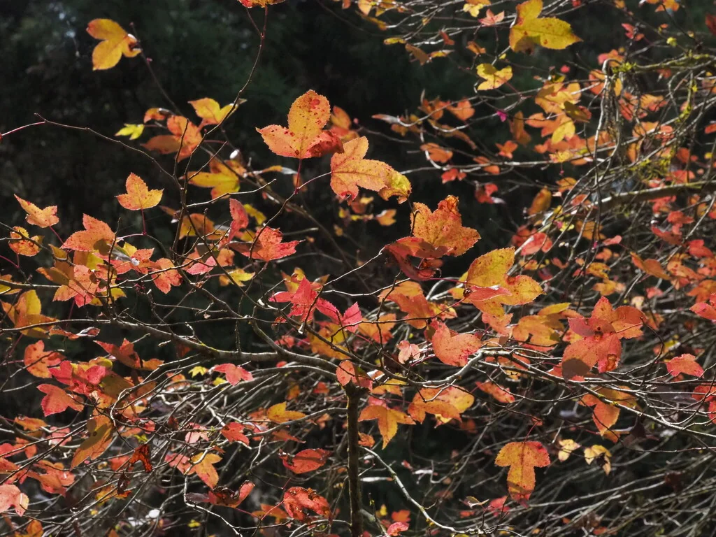 Liquidambar Formosana