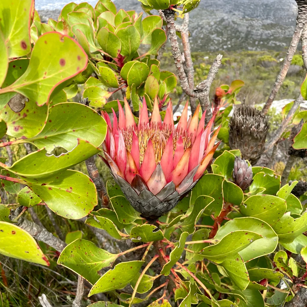 Protea Cynaroides