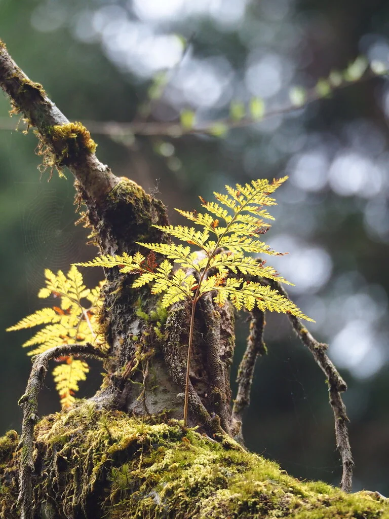 Davallia Trichomanoides