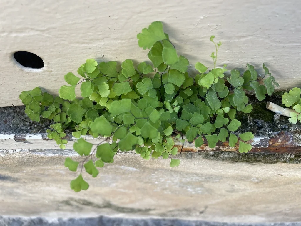 Adiantum Capillus-Veneris