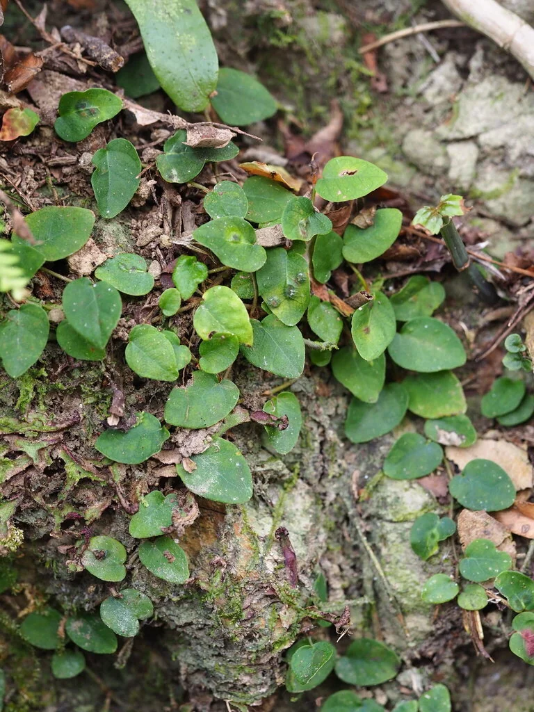 Ficus Pumila