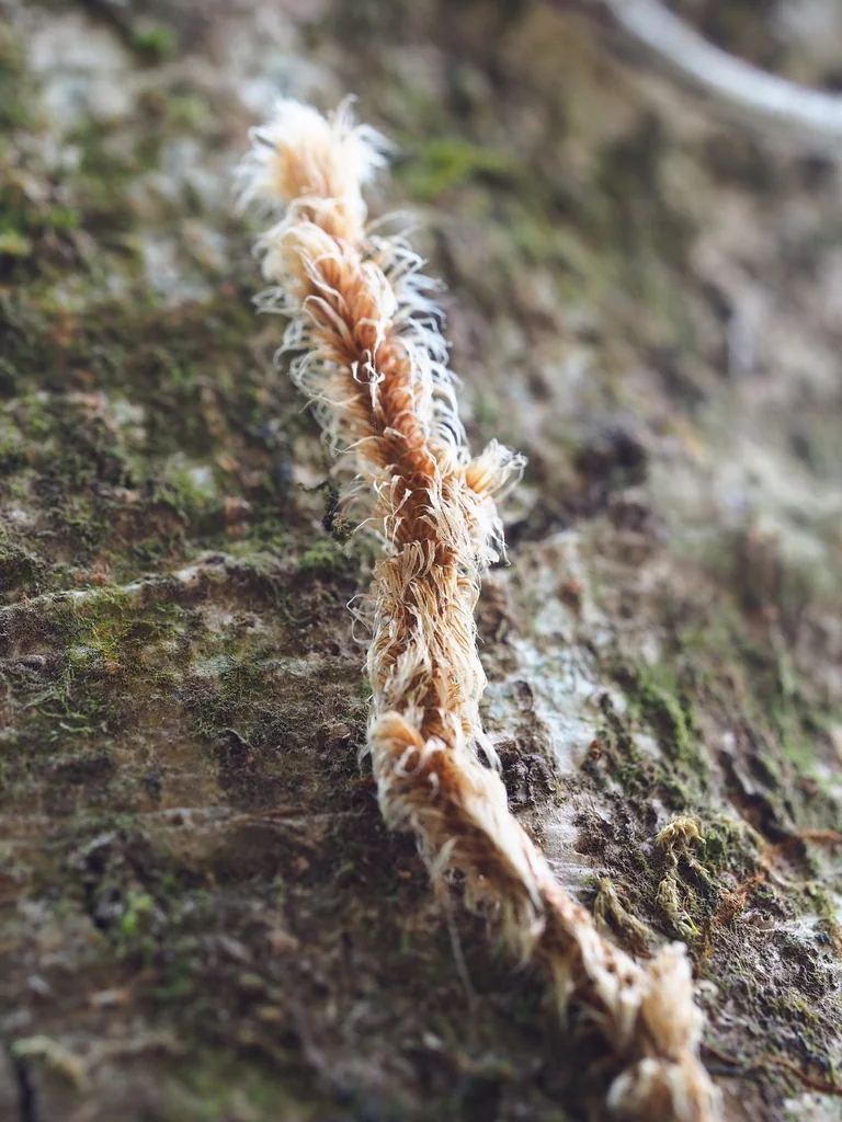 Davallia Trichomanoides
