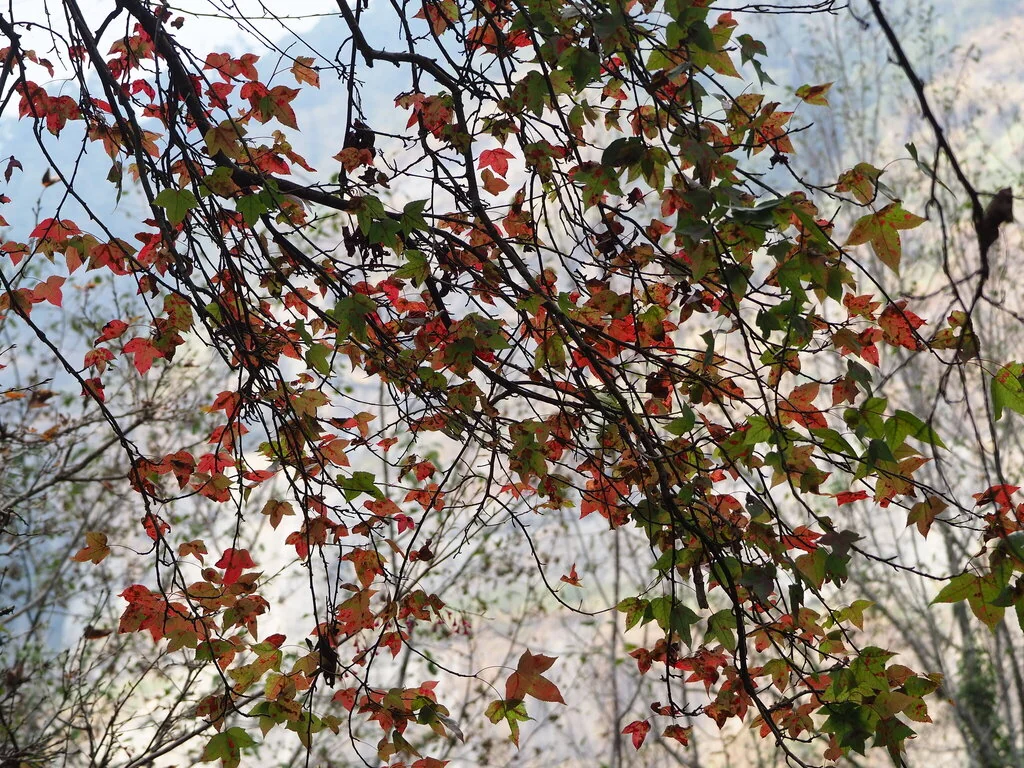 Liquidambar Formosana