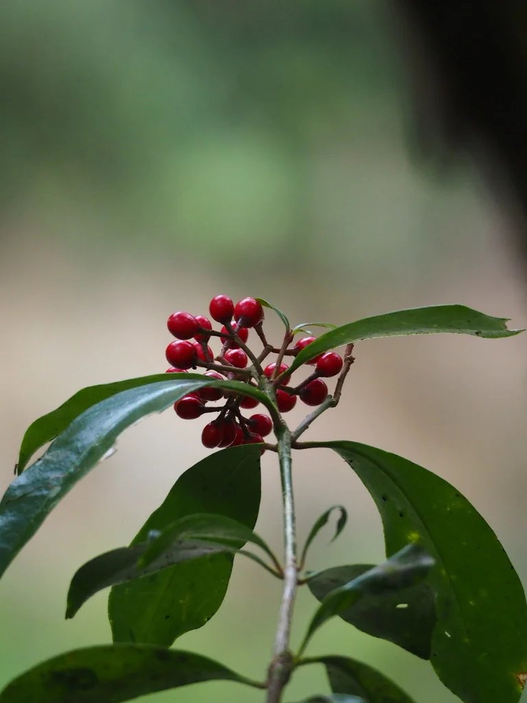 Skimmia Japonica