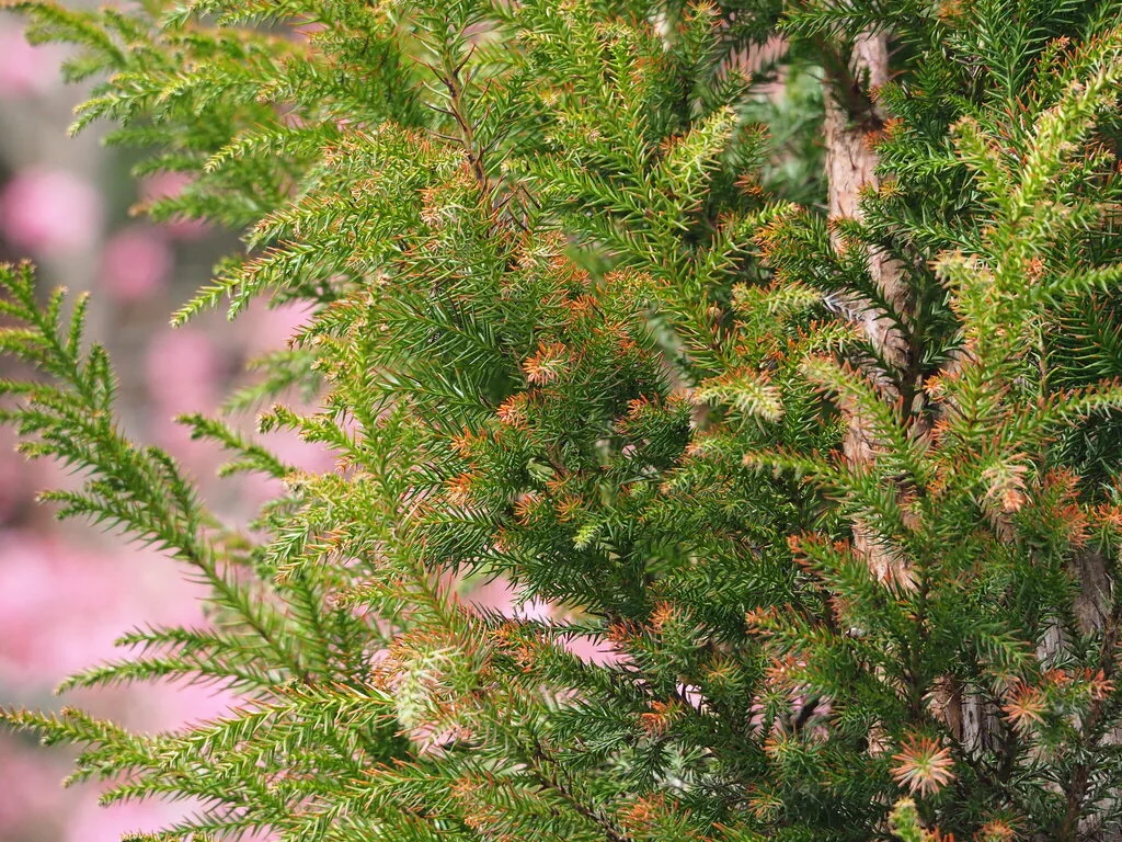 Cryptomeria Japonica