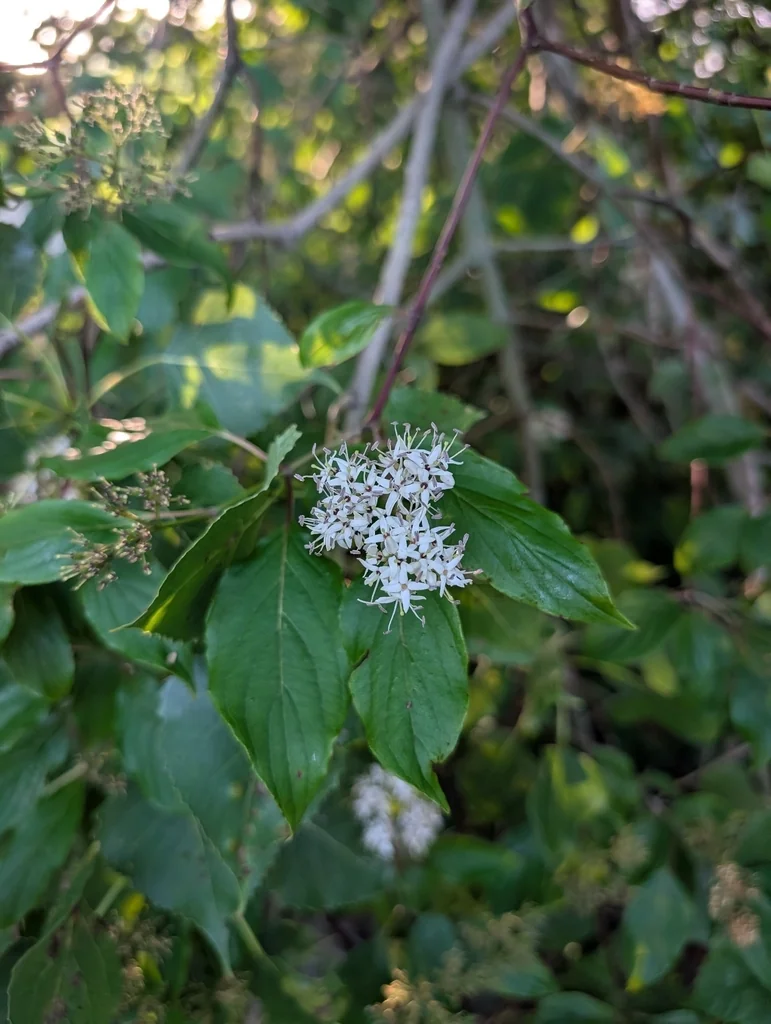 Cornus Amomum