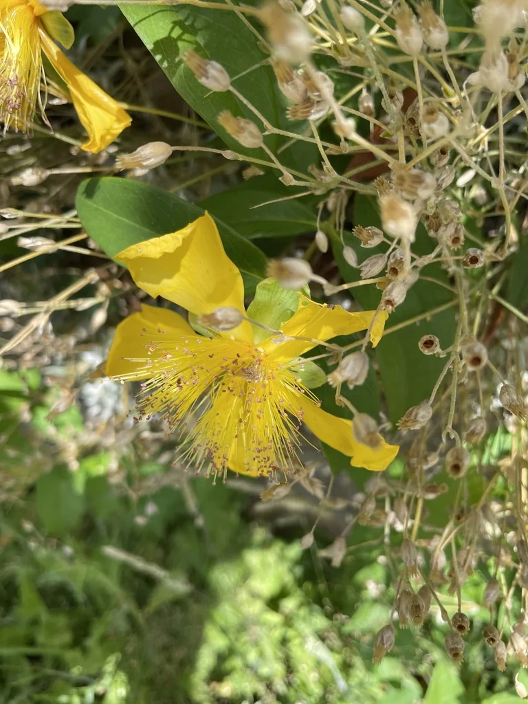 Hypericum Calycinum
