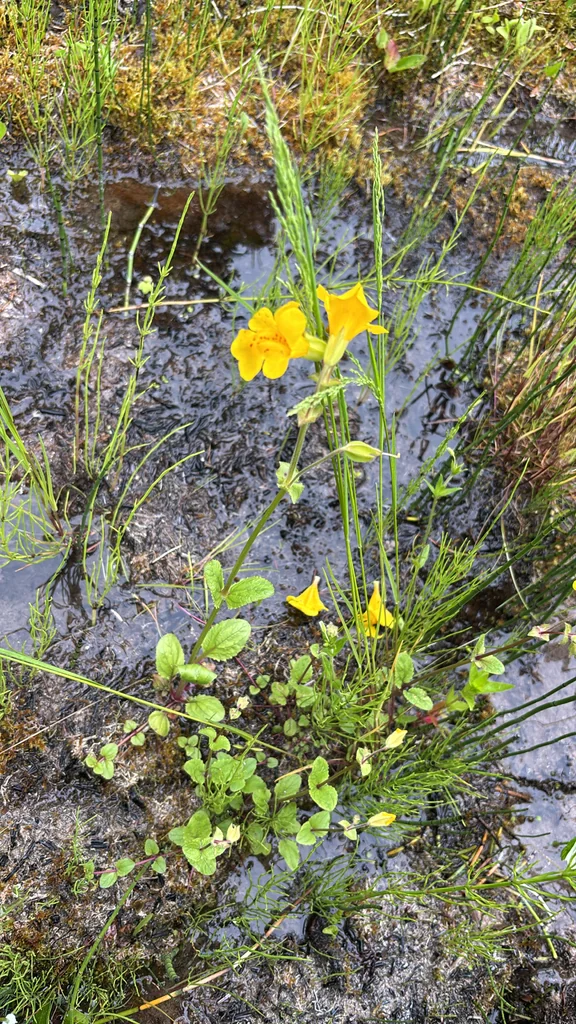 Mimulus Guttatus