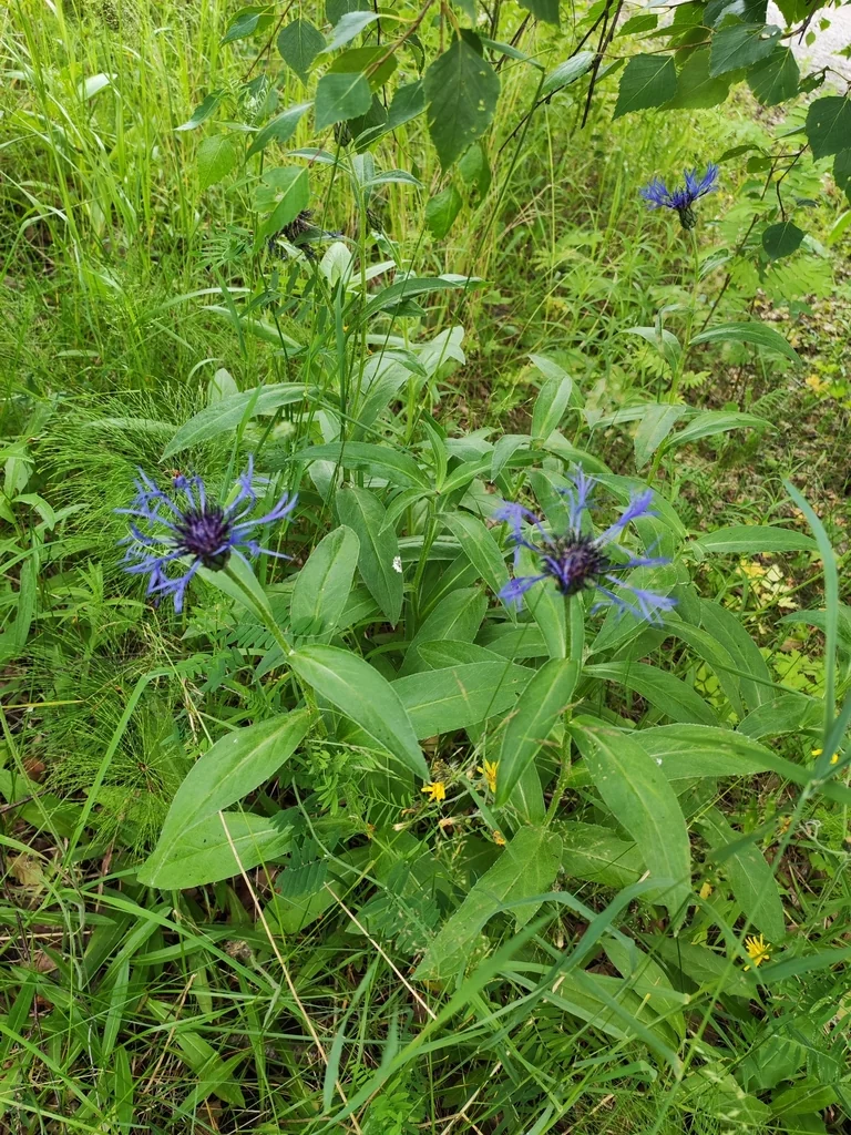Centaurea Montana
