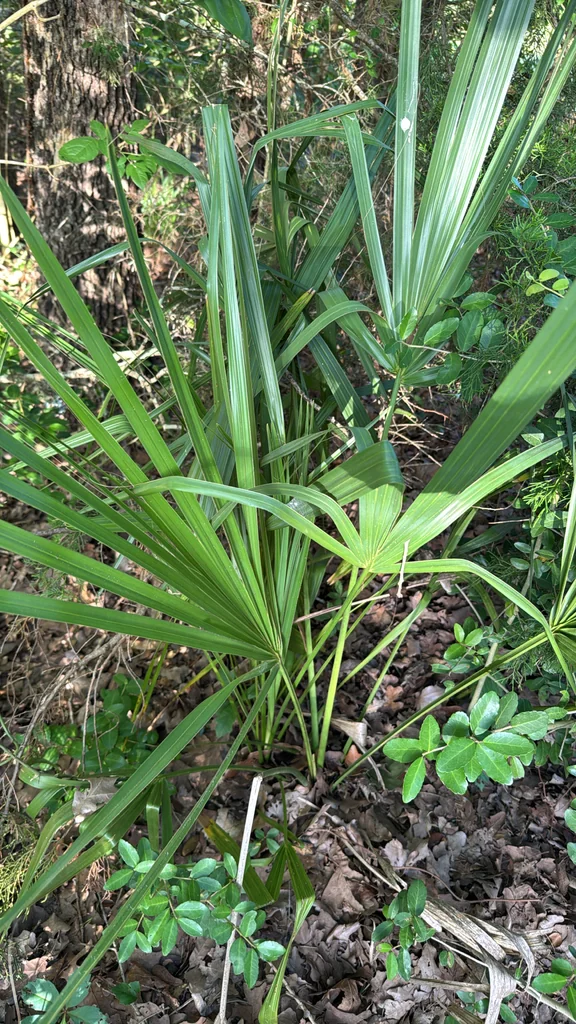 Sabal Minor