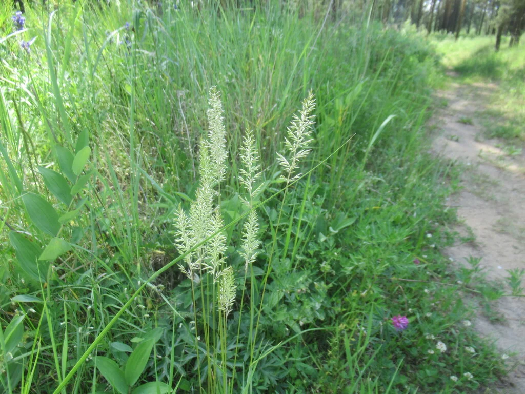 Koeleria Macrantha
