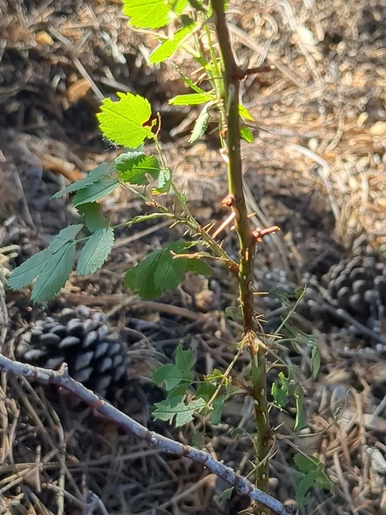Rosa Woodsii