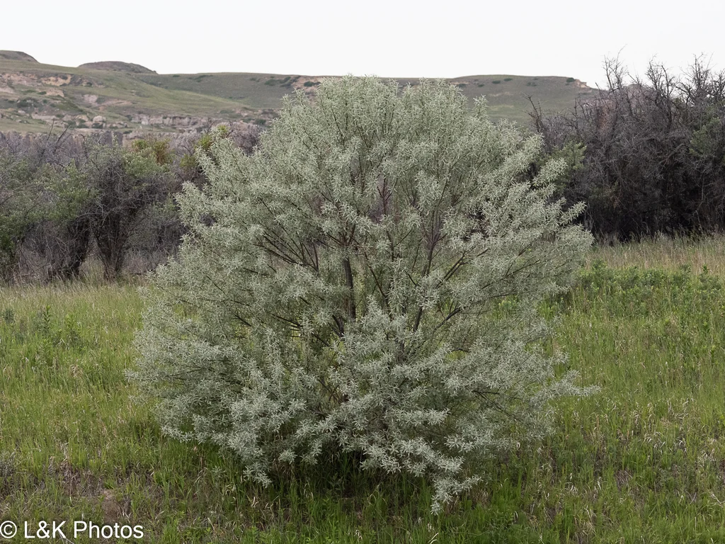 Elaeagnus angustifolia