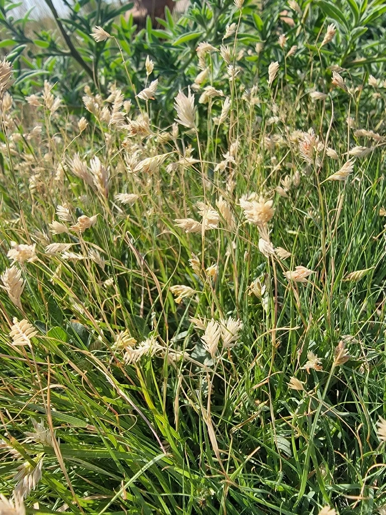 Buchloe Dactyloides