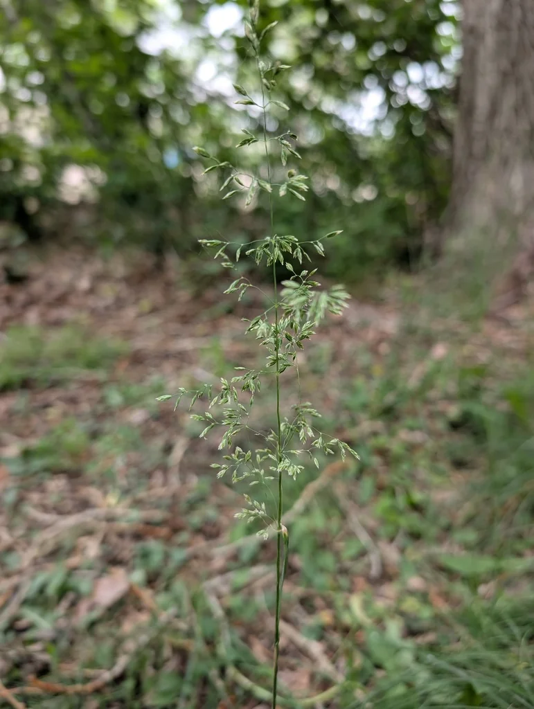 Poa Pratensis
