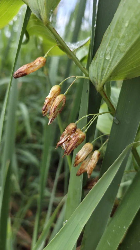Polygonatum Biflorum