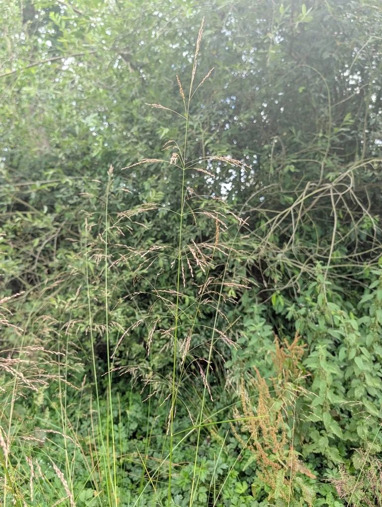 Deschampsia Cespitosa