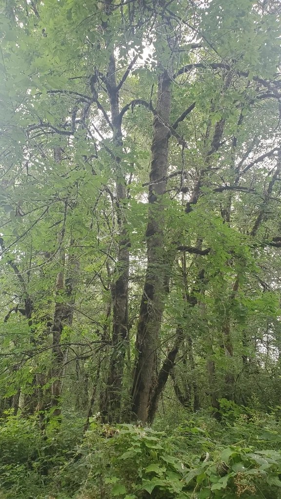 Fraxinus Latifolia