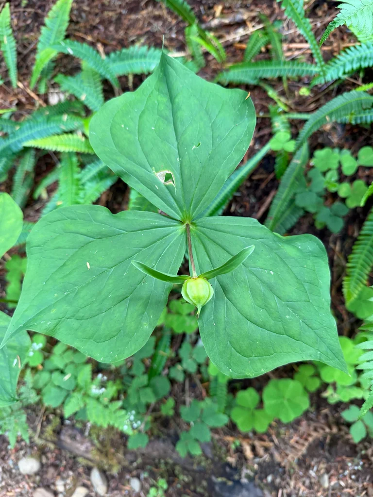 Trillium Ovatum