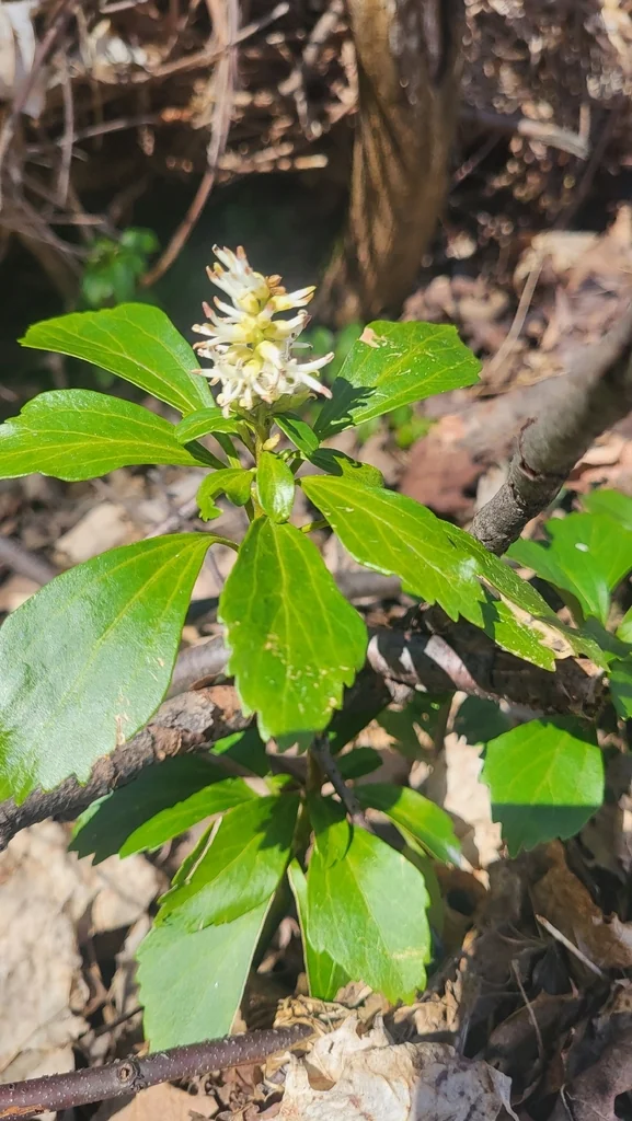 Pachysandra Terminalis