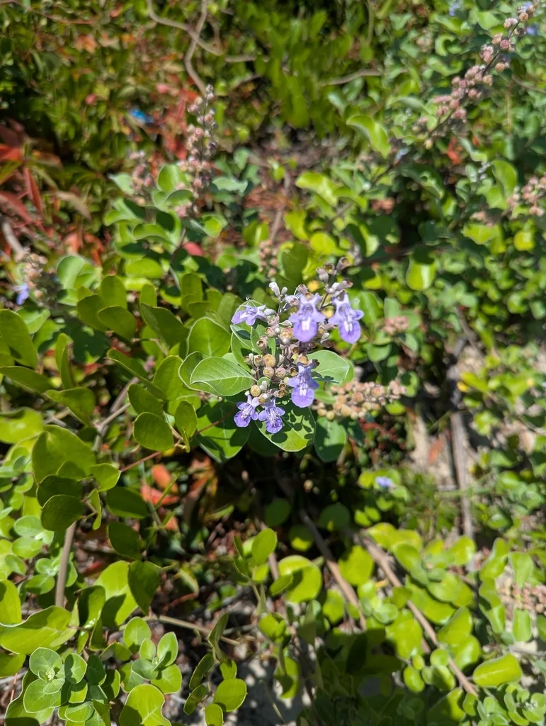 Vitex Rotundifolia