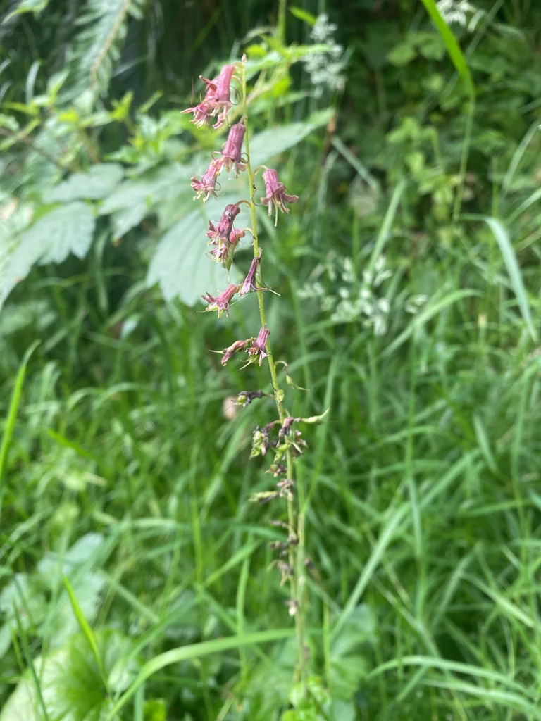 Tolmiea Menziesii