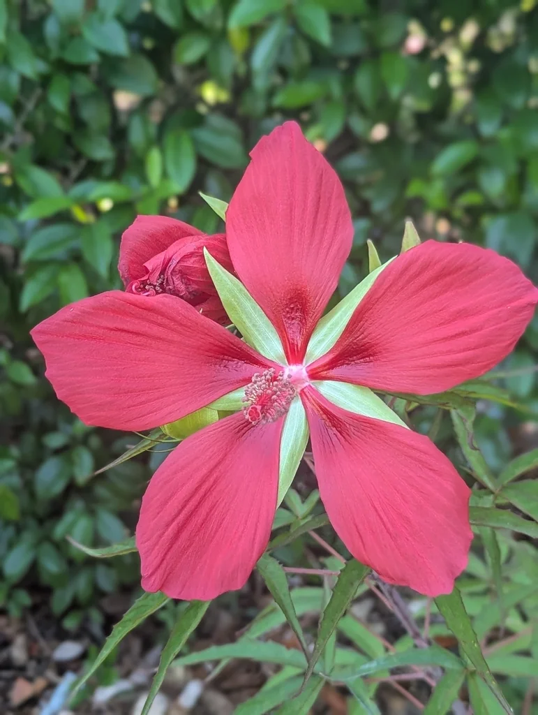 Hibiscus Coccineus