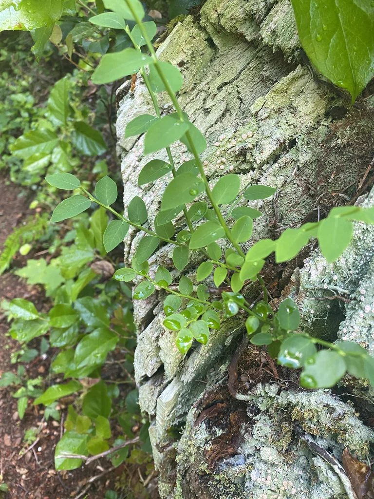 Vaccinium Parvifolium