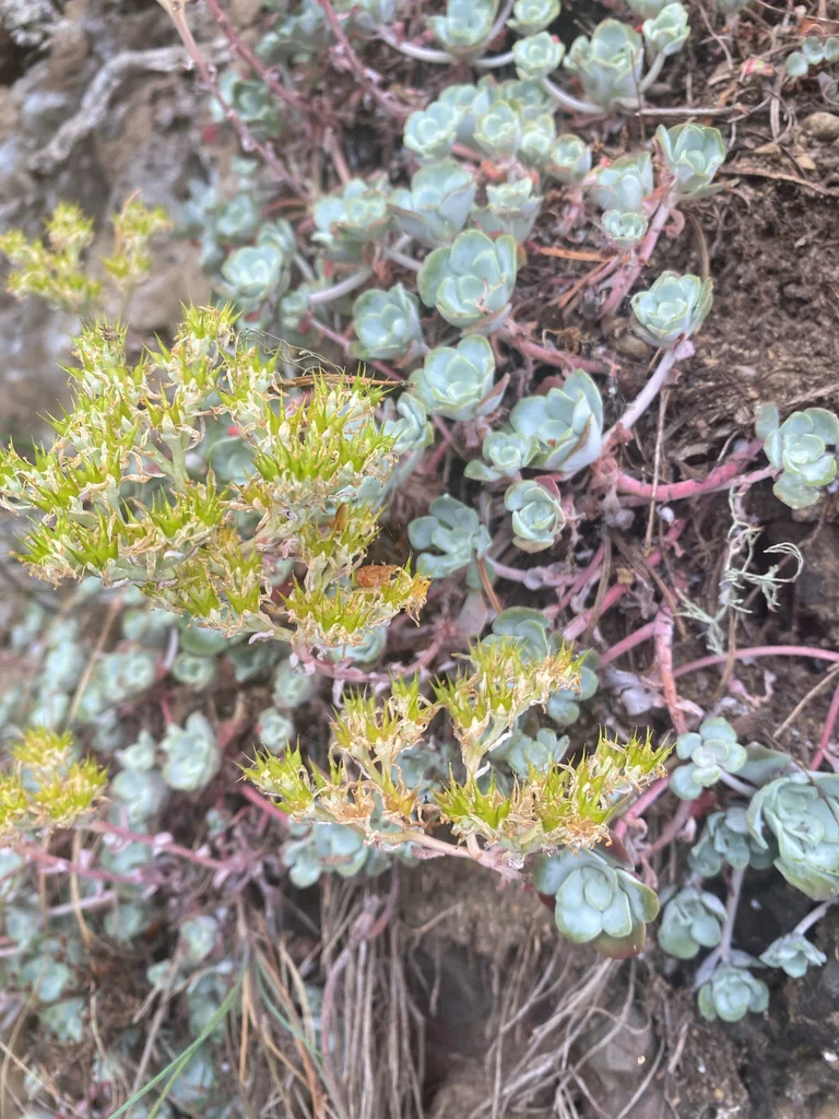 Sedum Spathulifolium
