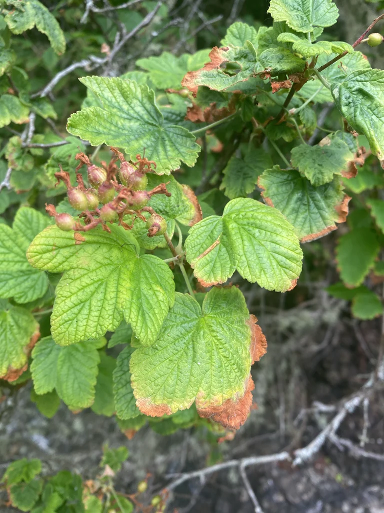 Ribes Sanguineum