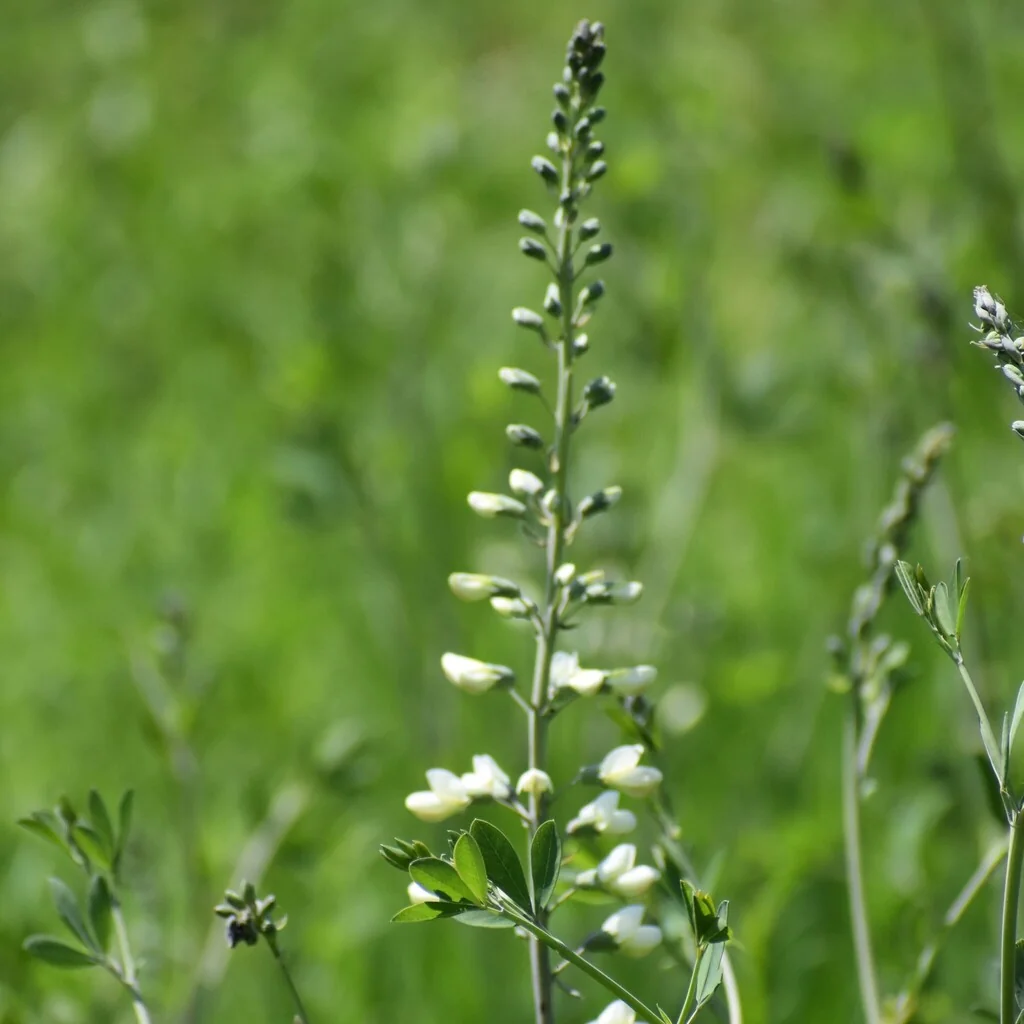 Baptisia Alba