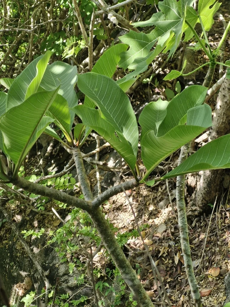 Plumeria Rubra