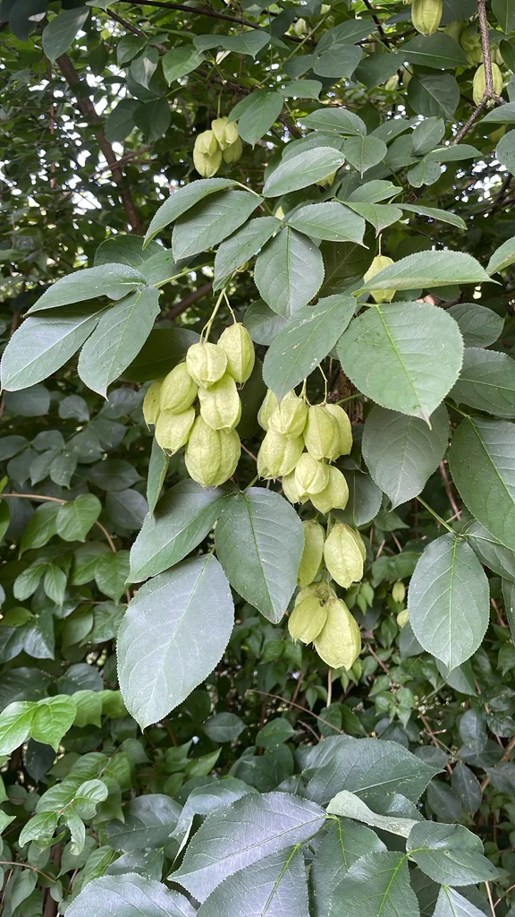Staphylea Trifolia