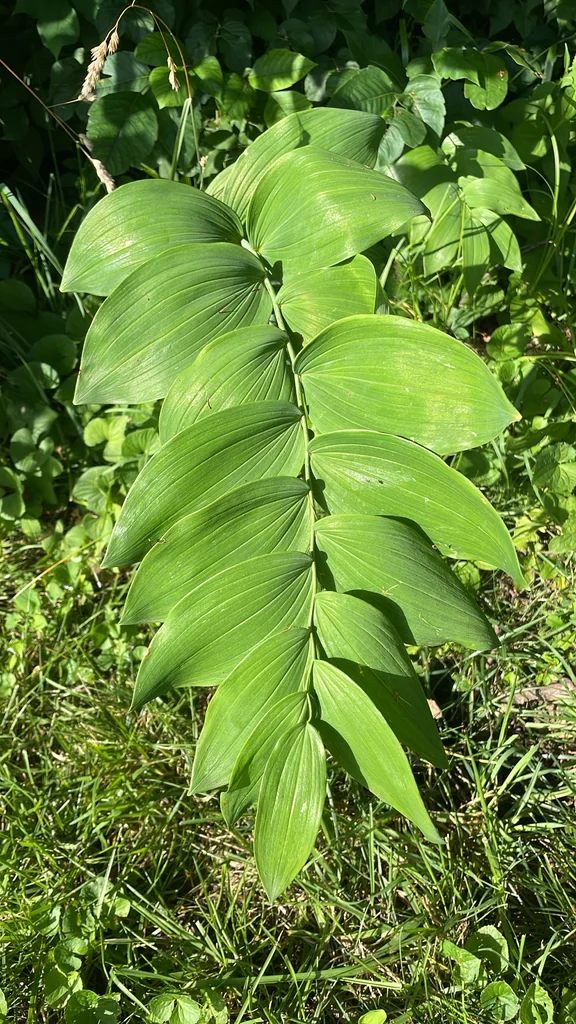 Polygonatum Biflorum