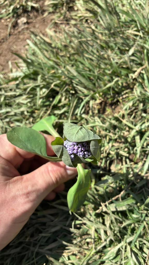 Mertensia Virginica