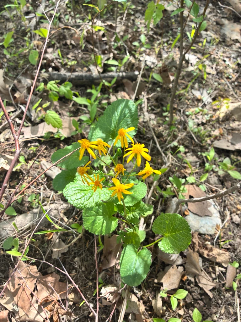 Senecio Aureus
