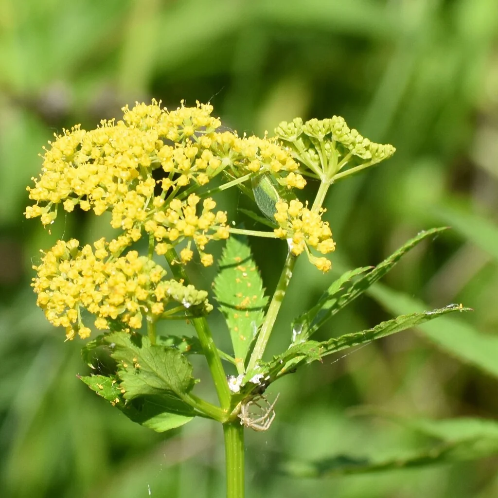 Zizia Aurea